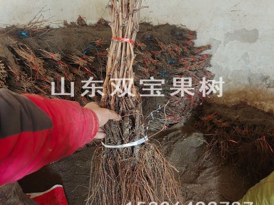无核 中国红玫瑰 山东平度大泽山葡萄苗基地批发 新品种 价格低图5