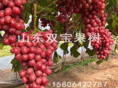 无核 中国红玫瑰 山东平度大泽山葡萄苗基地批发 新品种 价格低图3