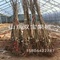 黑珍珠车厘子树苗 北方南方种植 山东大樱桃苗基地批发供应价格低