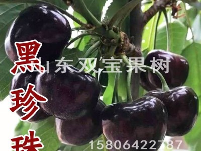 黑珍珠车厘子树苗 北方南方种植 山东大樱桃苗基地批发供应价格低图2