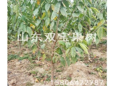 黑珍珠车厘子树苗 北方南方种植 山东大樱桃苗基地批发供应价格低图4