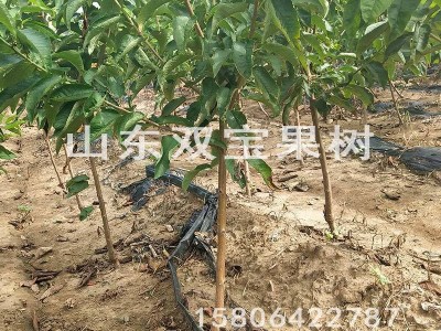 黑珍珠车厘子树苗 北方南方种植 山东大樱桃苗基地批发供应价格低图5