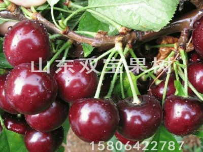 黑珍珠车厘子树苗 北方南方种植 山东大樱桃苗基地批发供应价格低图3