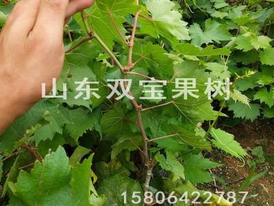 阳光玫瑰园林果树苗 日本晴王南方北方种植新品种山东葡萄苗基地图5