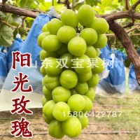 阳光玫瑰园林果树苗 日本晴王南方北方种植新品种山东葡萄苗基地