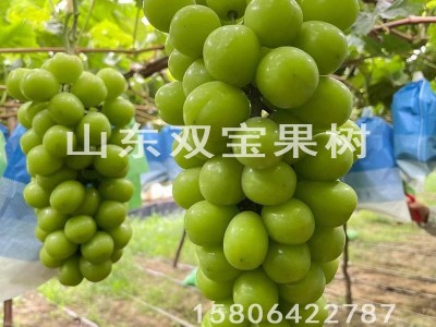 阳光玫瑰园林果树苗 日本晴王南方北方种植新品种山东葡萄苗基地图4