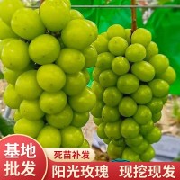 阳光玫瑰葡萄苗批发 园林果树苗果葡萄树苗 新品种阳光玫瑰葡萄苗