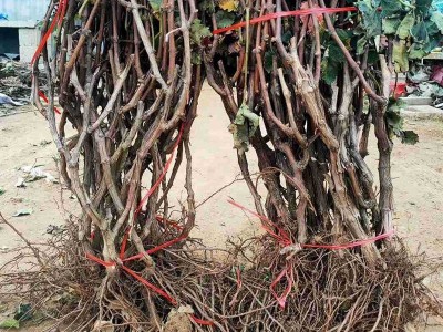 阳光玫瑰葡萄苗批发 园林果树苗果葡萄树苗 新品种阳光玫瑰葡萄苗图4