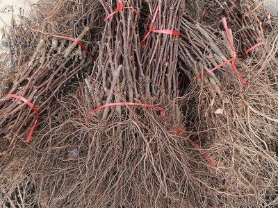 阳光玫瑰葡萄苗批发 园林果树苗果葡萄树苗 新品种阳光玫瑰葡萄苗图5