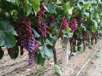 基地批发葡萄苗 巨峰美人指葡萄树苗 高产葡萄苗图5
