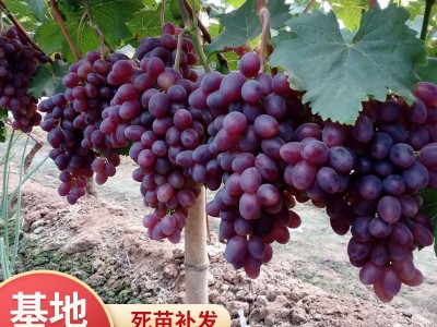 基地批发葡萄苗 巨峰美人指葡萄树苗 高产葡萄苗图3