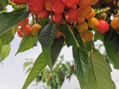 嫁接樱桃果树苗美早樱桃苗 基地批发南北方种植俄罗斯八号樱桃苗图2