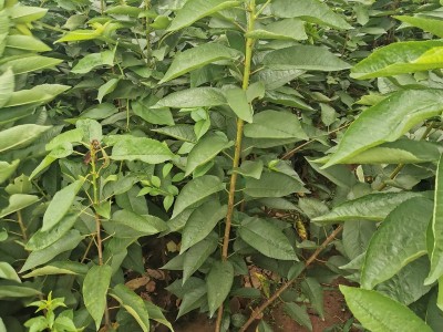 嫁接樱桃果树苗美早樱桃苗 基地批发南北方种植俄罗斯八号樱桃苗图3