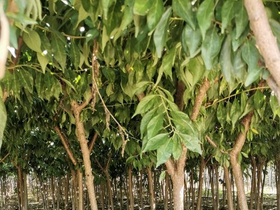 嫁接樱桃果树苗美早樱桃苗 基地批发南北方种植俄罗斯八号樱桃苗图4