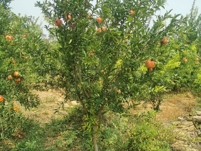 石榴树苗批发 3到5公分泰山红甜石榴苗基地批发 突尼斯软籽石榴苗图3