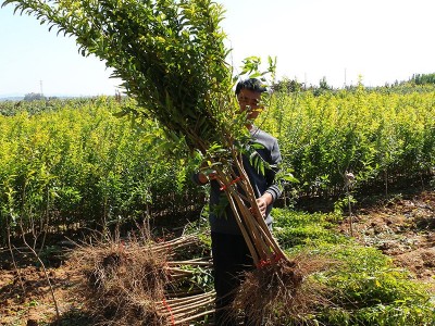 石榴树苗批发 3到5公分泰山红甜石榴苗基地批发 突尼斯软籽石榴苗图4