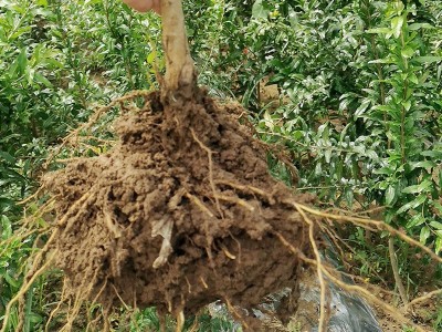 石榴树苗批发 3到5公分泰山红甜石榴苗基地批发 突尼斯软籽石榴苗图5