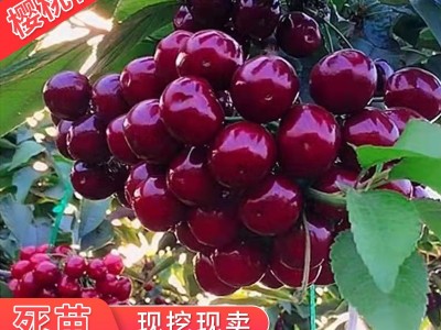 樱桃苗车厘子树苗南方北方种植地栽嫁接盆栽庭院阳台樱桃树苗批发图2