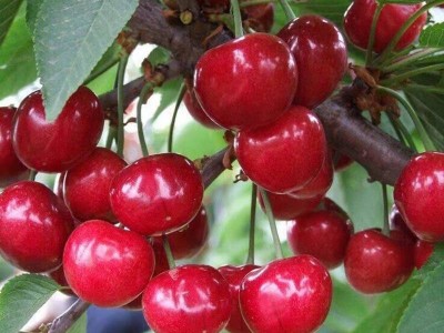 樱桃苗车厘子树苗南方北方种植地栽嫁接盆栽庭院阳台樱桃树苗批发图4