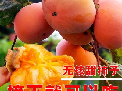 柿子树苗脆柿子苗嫁接火晶水果柿子苗庭院地栽盆栽南北种植柿子苗图4