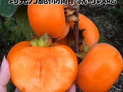 柿子树苗脆柿子苗嫁接火晶水果柿子苗庭院地栽盆栽南北种植柿子苗图3