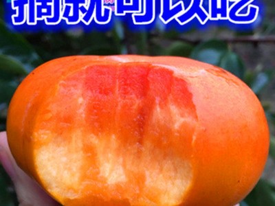 柿子树苗脆柿子苗嫁接火晶水果柿子苗庭院地栽盆栽南北种植柿子苗图2