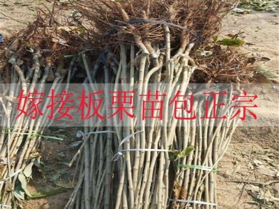 嫁接板栗苗果树苗大红袍油栗子苗当年结果南方北方种植板栗子苗树图4