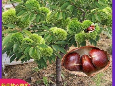 嫁接板栗苗果树苗大红袍油栗子苗当年结果南方北方种植板栗子苗树图2