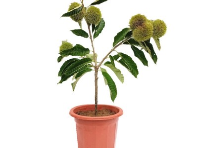 嫁接板栗苗果树苗大红袍油栗子苗当年结果南方北方种植板栗子苗树图5