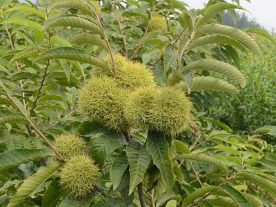 嫁接板栗苗果树苗大红袍油栗子苗当年结果南方北方种植板栗子苗树图3