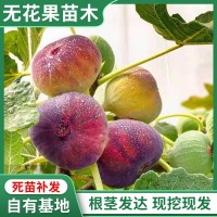 无花果树果苗南方北方矮化带土盆栽苗新疆特大波姬红青皮果树树苗