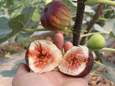 无花果树果苗南方北方矮化带土盆栽苗新疆特大波姬红青皮果树树苗图3