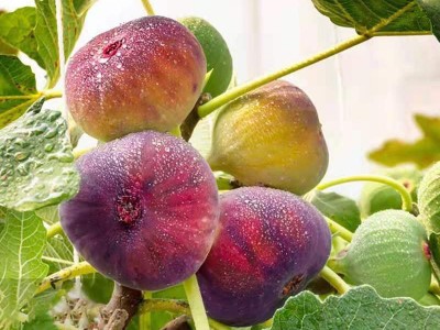无花果树果苗南方北方矮化带土盆栽苗新疆特大波姬红青皮果树树苗图5