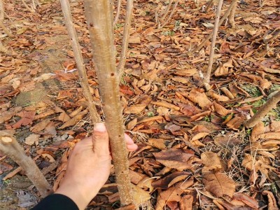 矮化大樱桃树先挖现卖 早熟品种奇早樱桃树 鲁樱3号樱桃树批发图3