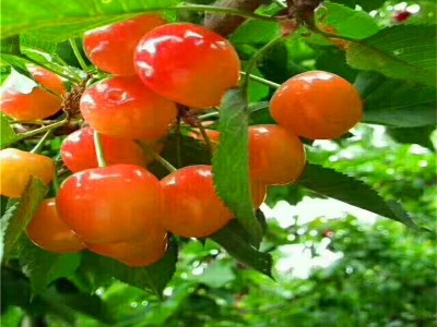 矮化大樱桃树先挖现卖 早熟品种奇早樱桃树 鲁樱3号樱桃树批发图4