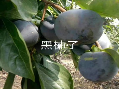 山东果树苗基地批发柿子树苗 大秋甜脆柿子苗 嫁接水果甜脆柿子苗图2