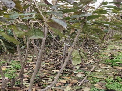 基地出售黑珍珠大樱桃树苗 清地处理黑珍珠樱桃苗 价格低图2