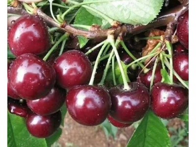 吉赛拉6号矮化大樱桃砧木 现挖现卖 吉赛拉6号矮化大樱桃树苗图5