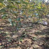 吉赛拉6号矮化大樱桃砧木 现挖现卖 吉赛拉6号矮化大樱桃树苗