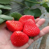 长期出售组培穴盘草莓苗 植株健壮价格低 红颜草莓苗批发基地