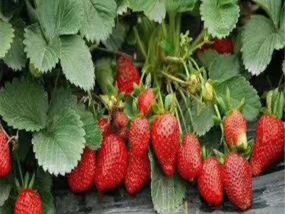 长期出售组培穴盘草莓苗 植株健壮价格低 红颜草莓苗批发基地图4