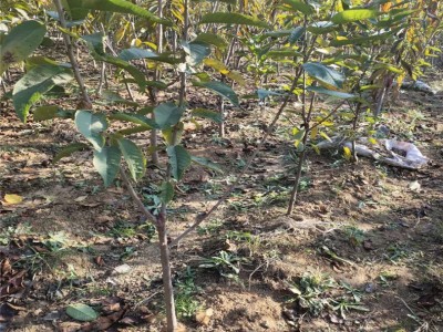 长期出售组培穴盘草莓苗 植株健壮价格低 红颜草莓苗批发基地图5