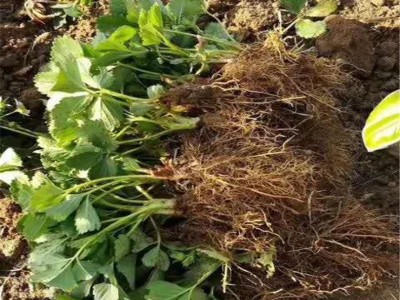 长期出售组培穴盘草莓苗 植株健壮价格低 红颜草莓苗批发基地图3