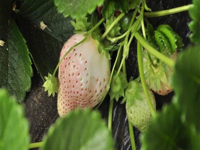 基地现货供应多品种口感好草莓苗 易成活根系发达盆栽 草莓苗图3