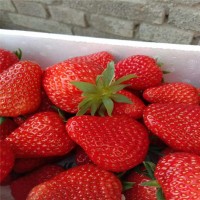 基地现货供应多品种口感好草莓苗 易成活根系发达盆栽 草莓苗