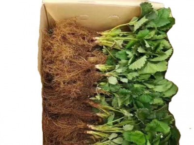 基地现货供应多品种口感好草莓苗 易成活根系发达盆栽 草莓苗图5