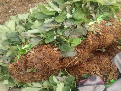 基地现货供应多品种口感好草莓苗 易成活根系发达盆栽 草莓苗图4