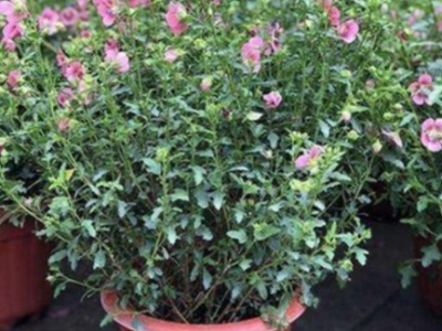 四季开花小木槿苗棒棒糖室内盆栽绿植花卉花期长阳台庭院办公室图3