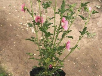 四季开花小木槿苗棒棒糖室内盆栽绿植花卉花期长阳台庭院办公室图5