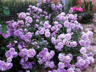 蓝色阴雨藤本月季花蔷薇花浓香型爬藤植物庭院四季花卉盆栽花卉_